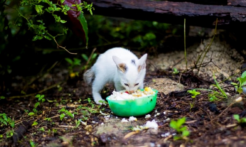 6 hetes kiscica etetése